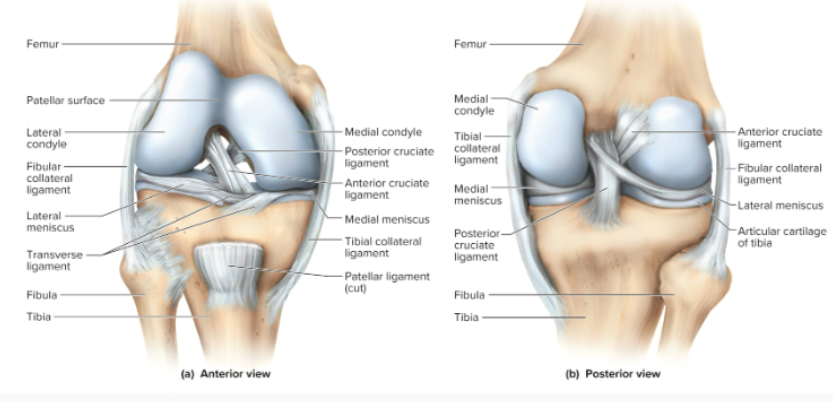 <p>What do the medial and lateral collateral ligaments of the knee do?</p>