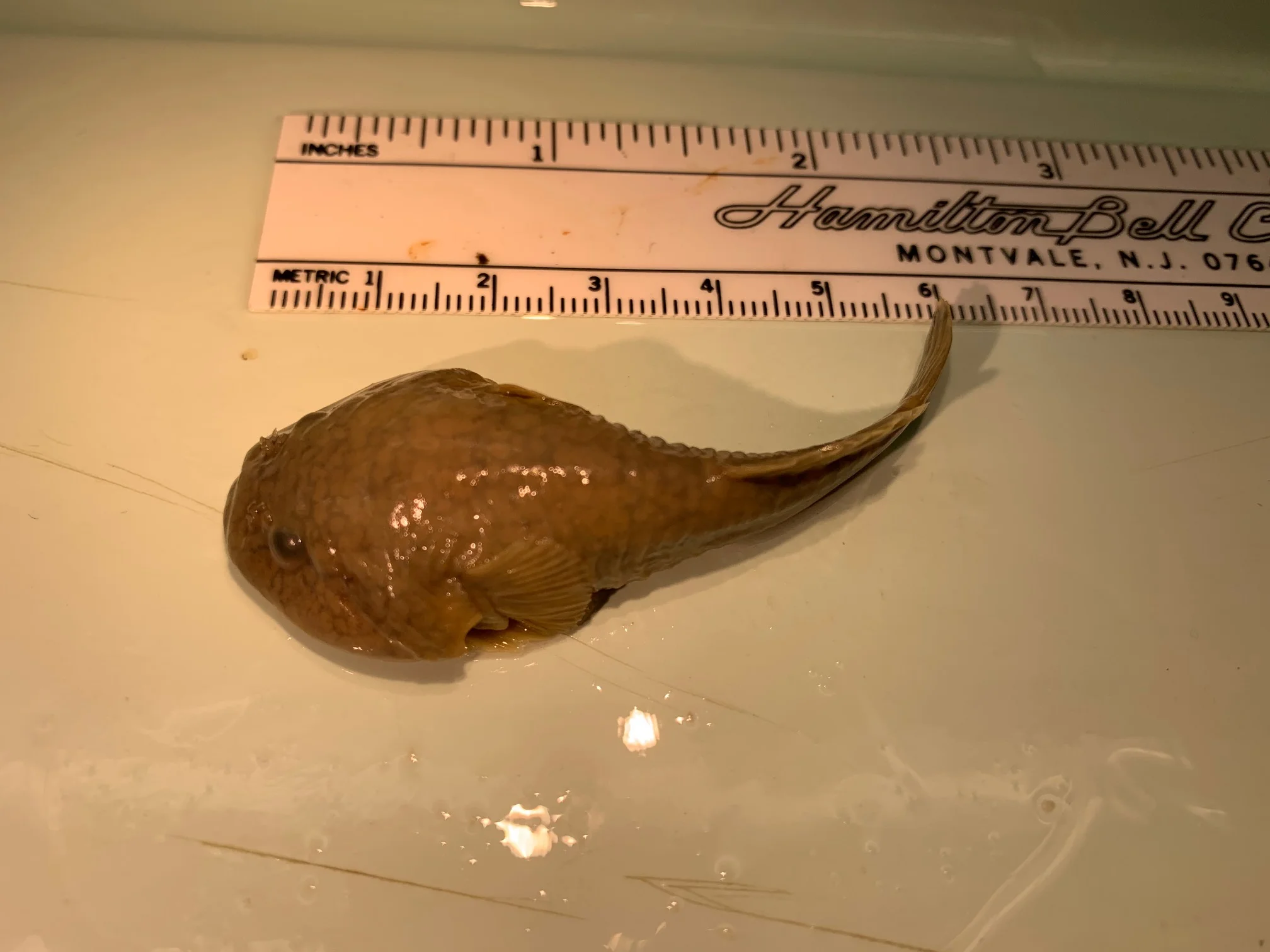 <p>What fish is this?</p>