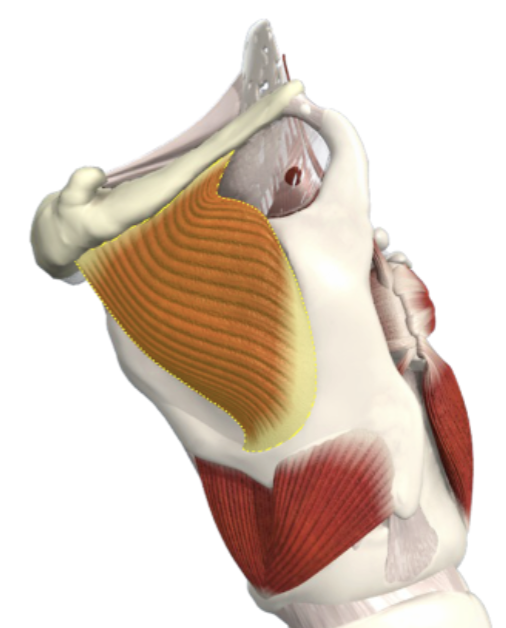 <p>What is this muscle?</p>