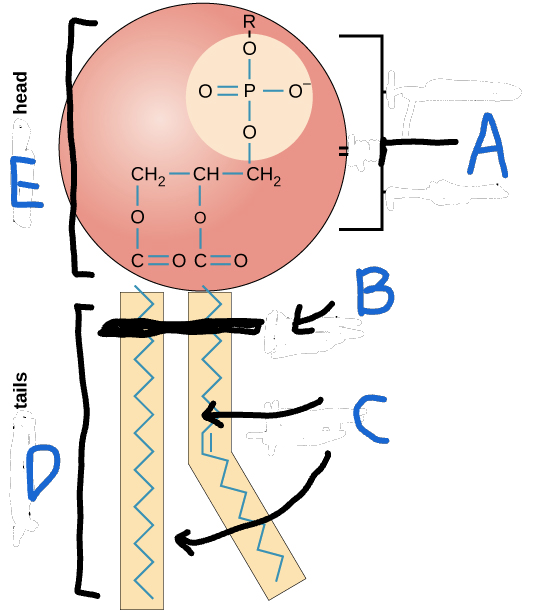 <p>What is A, B, C, D, E?</p>