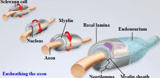 <ul><li><p>Over time, the myelin produced by Schwann cells/oligodendrocytes wraps itself around the axon. </p></li><li><p>This protein-lipid mix wraps around the axon of a neuron and acts as a insulator.</p></li></ul><p></p>