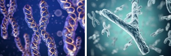 <p>Traits associated with genes located on sex chromosomes.</p><ul><li><p>X chromosome is known as the female chromosome</p></li><li><p>Y chromosome is known as the male chromosome</p></li><li><p>X chromosome contains approximately 1,100 genes</p></li><li><p>Y chromosome contains approximately 450 genes</p></li></ul><p></p>