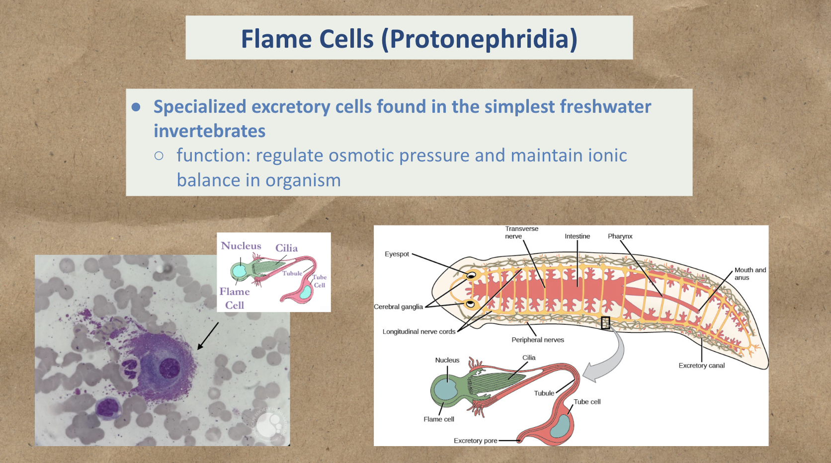 <p>Flame Cells (Protonephridia)</p>