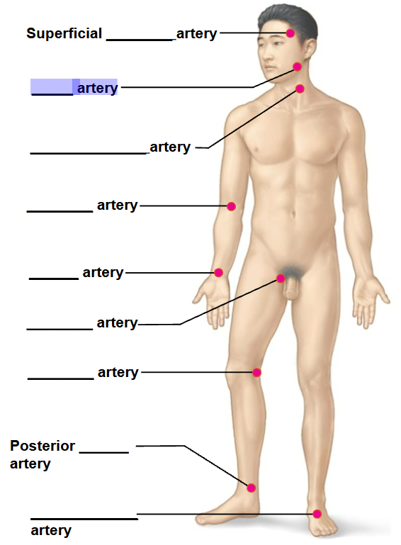 <p>highlighted artery </p>