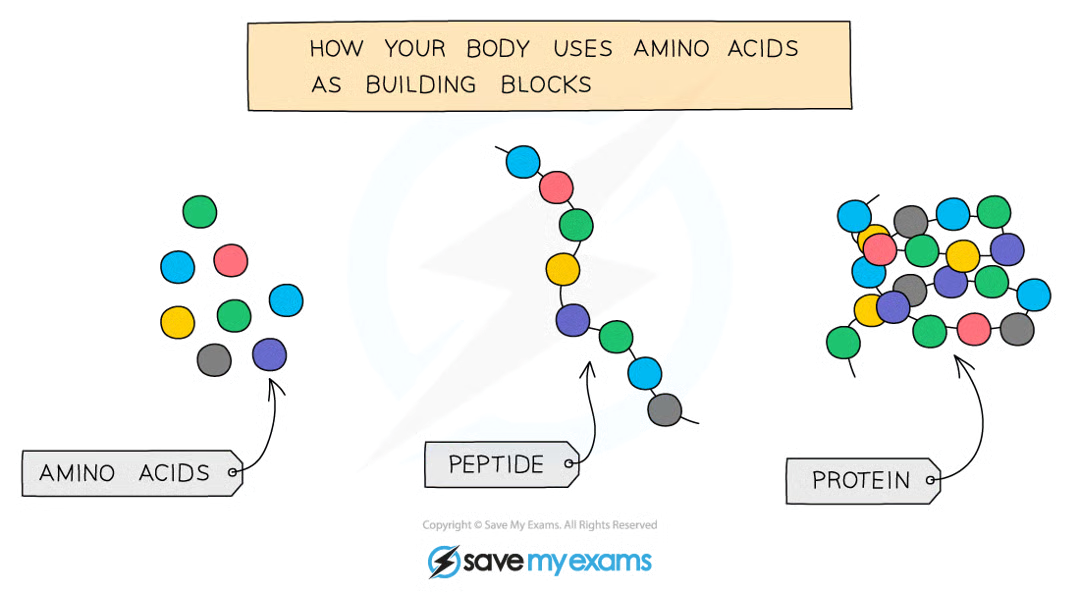 <ul><li><p>long chains of <strong>amino acids</strong></p></li><li><p>there are <strong>hundreds of thousands </strong>of different proteins</p></li><li><p>they have <strong>different shapes</strong>, and their shape <strong>determines their function</strong></p></li></ul><p></p><ul><li><p>examples include <strong>enzymes</strong>, <strong>haemoglobin</strong>, <strong>ligaments</strong>, <strong>keratin</strong></p></li></ul><p></p>