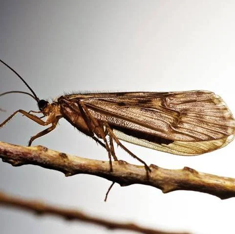 <p>Common name: Caddisflies. Neopteran. Endopterygota/ Holometabolous.</p>