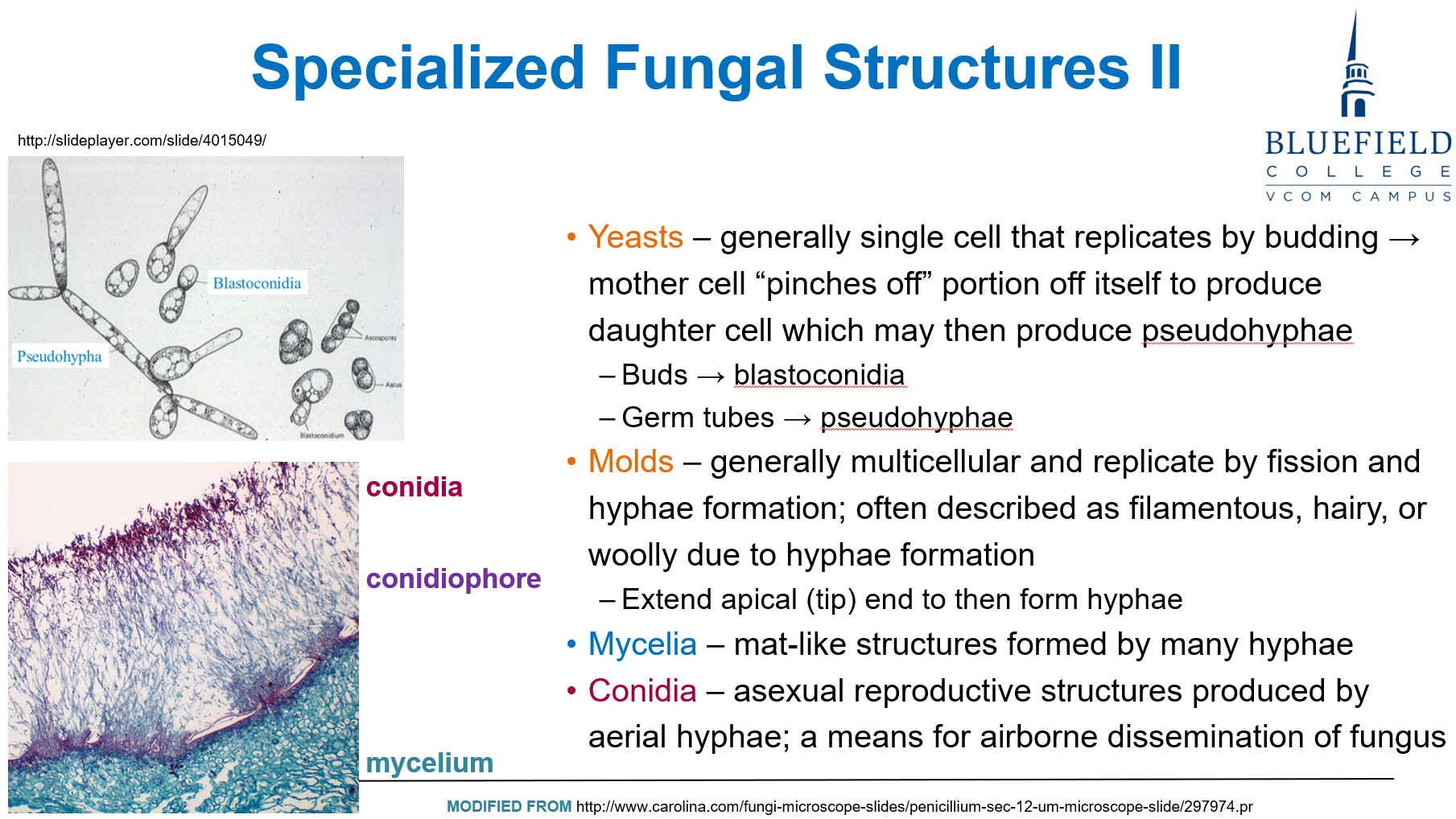 <p>D. Aerial conidia<br></p><p><strong>Conidia</strong> are <strong>asexual spores</strong> produced on <strong>aerial hyphae</strong> and are the primary means of <strong>airborne fungal transmission</strong>.</p>