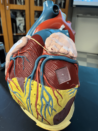 • A great vessel of the heart (not shown).

• Carries deoxygenated blood to the right atrium from areas inferior to the heart.

• Abbreviated IVC.