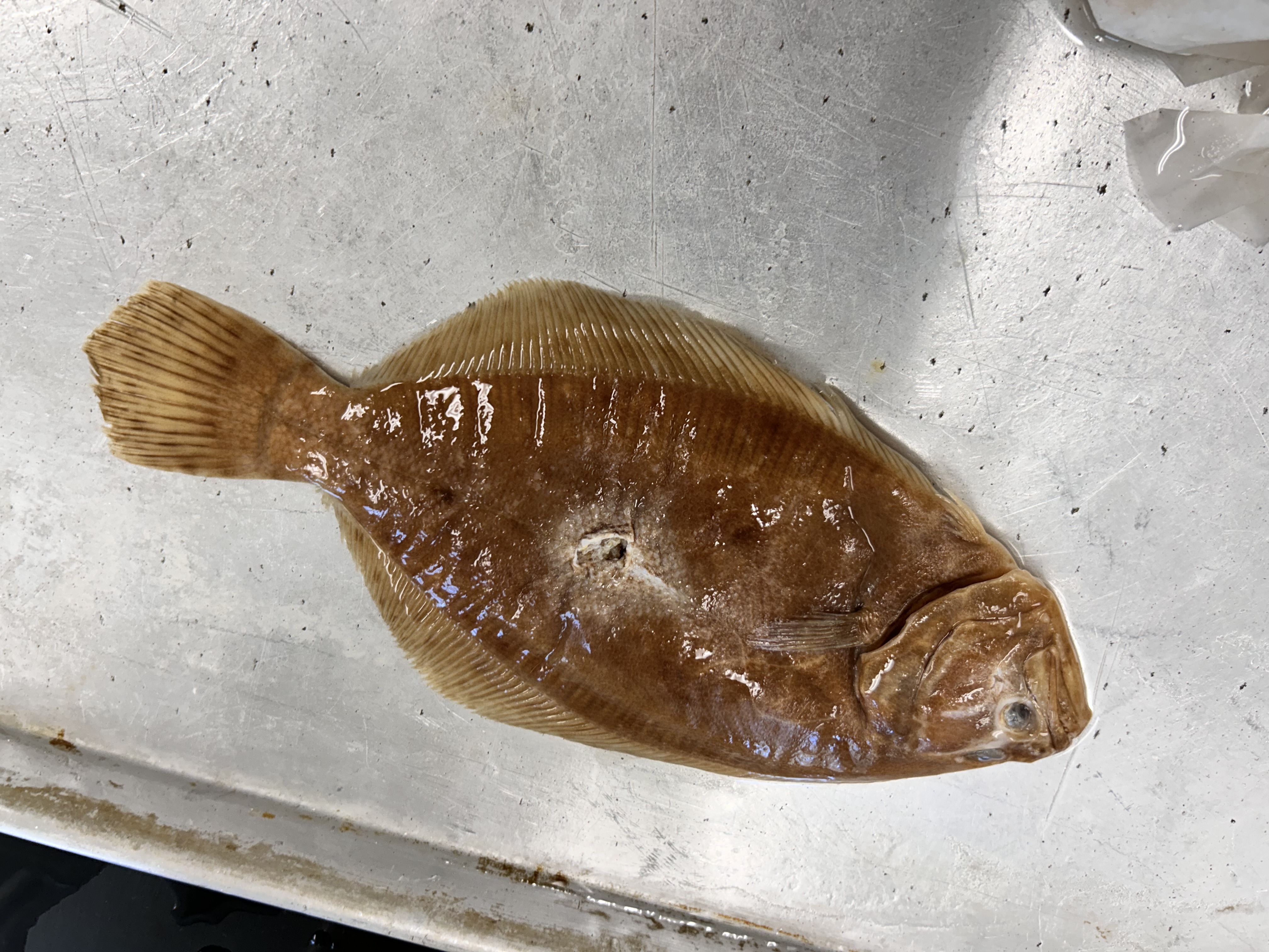 <p>southern flounder</p>