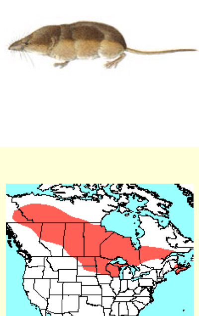 <p>Sorex arcticus—Arctic shrew</p>