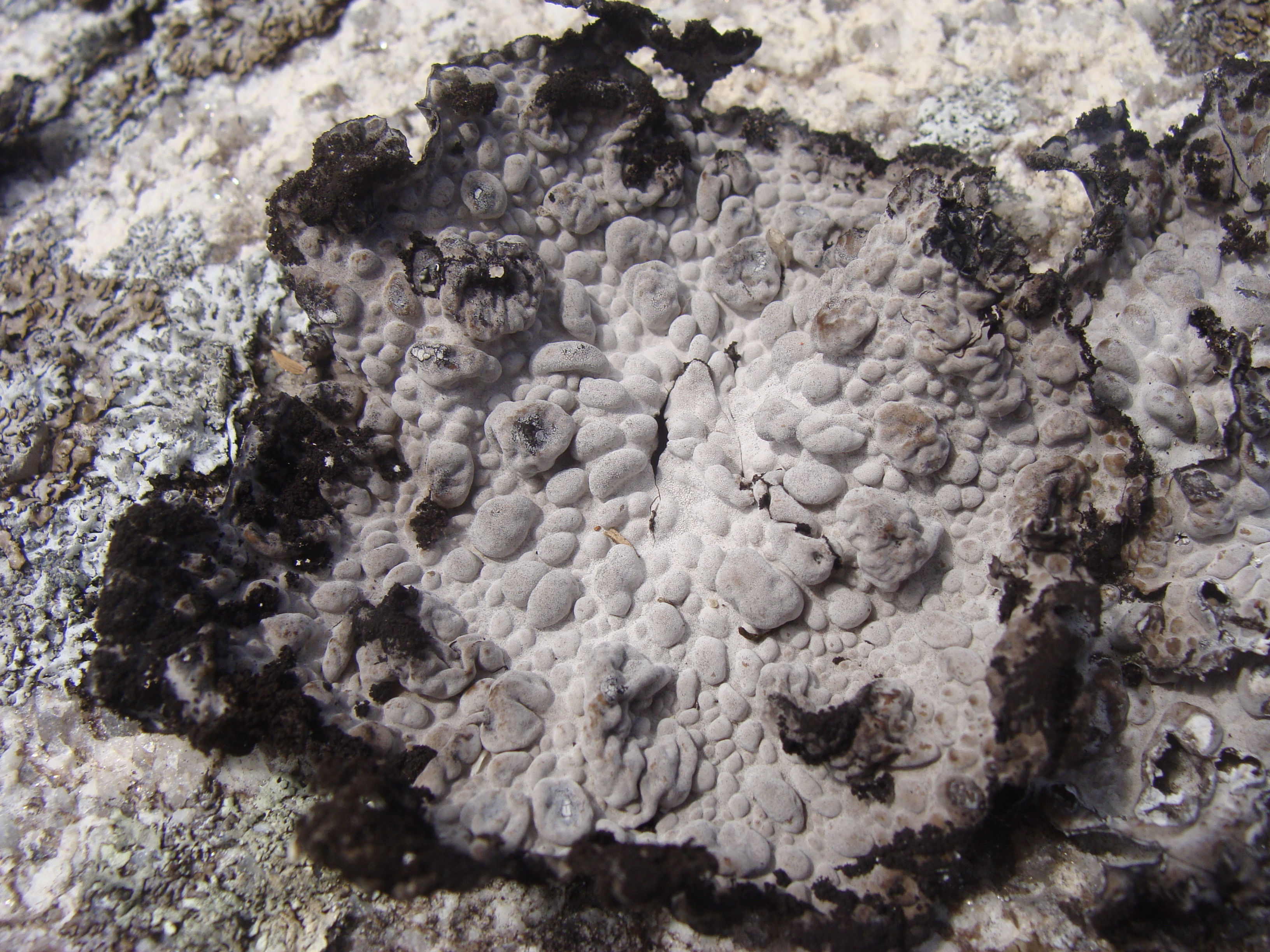 <p>L铆quen</p>