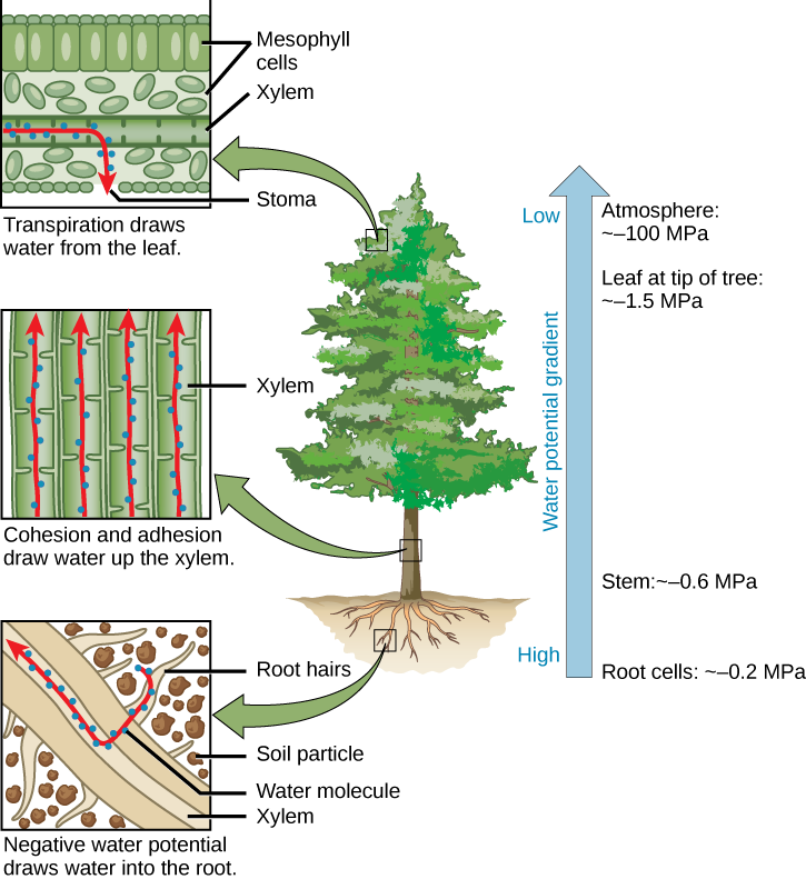 <ul><li><p><strong>Transpiration</strong> is the main driver of water movement in the xylem. It creates negative pressure (<strong>tension</strong>) at the leaf surface, drawing water from the leaf through the stomata. </p></li><li><p>Water from the roots is pulled up by the tension. Negative water potential draws water from the soil into the root hairs, then into the root xylem</p></li><li><p>Cohesion and adhesion draw water up the xylem. </p></li></ul><p></p>