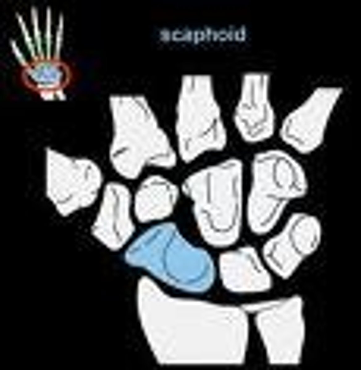 <p>- situated between the hand and forearm on the thumb side of the wrist</p>