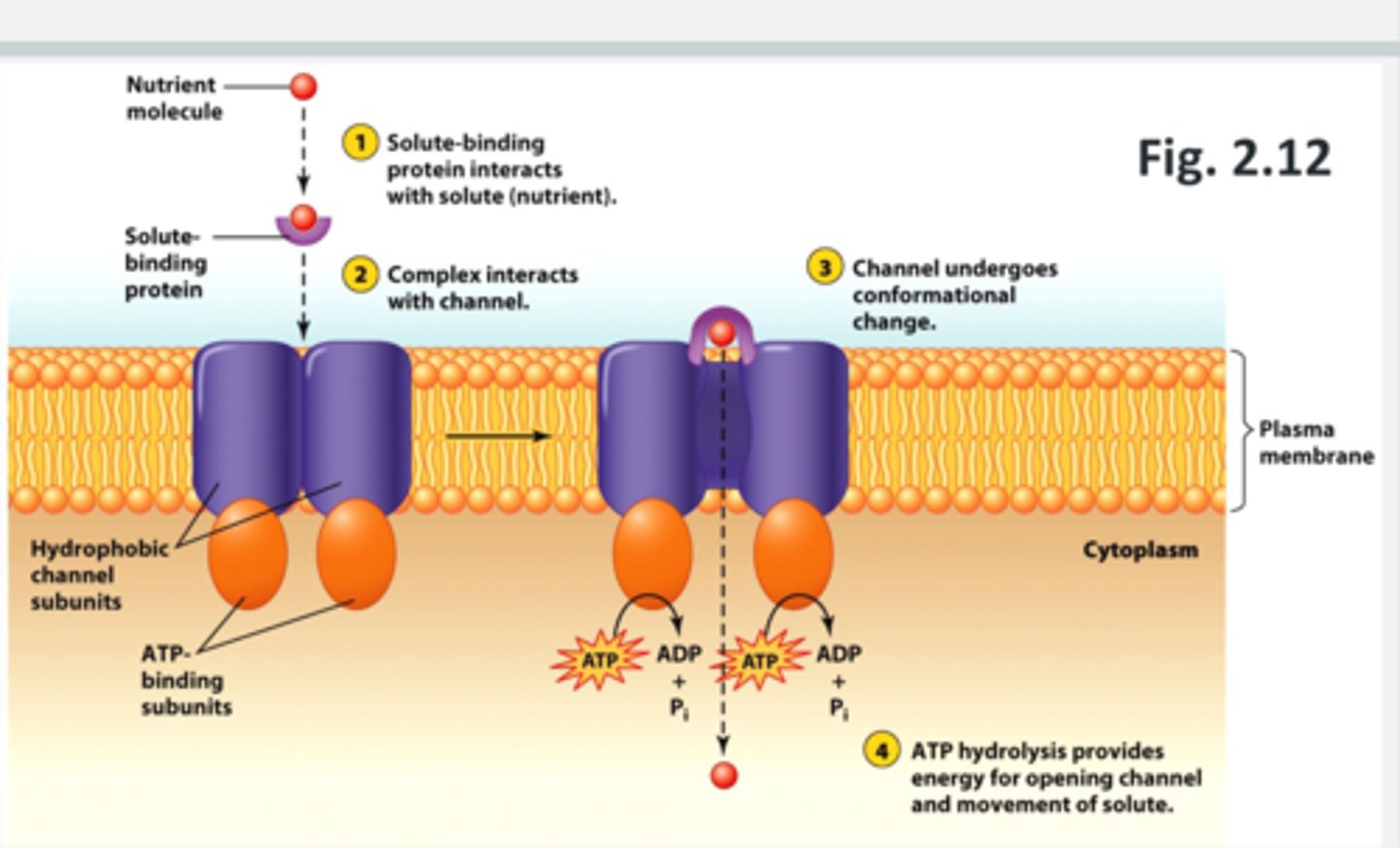 <p>ATP Binding Cassette transport system</p><p>- type of active transport</p><p>- can do influx or efflux</p><p>1. there is a nutrient molecule outside the cell that a solute binding protein interacts with</p><p>2. the solute binding protein then binds to the ABC trasporter (interacts with the hydrophobic channel subunits embedded in the membrane that have ATP binding subunits attached to them on the inside of the cell membrane)</p><p>3. the channel undergoes a conformational change which allows for the hydrolysis of ATP which provides energy to open the channel and moves the solute (nutrient) into the cell cytoplasm through the plasma membrane through the channel.</p><p>ATP hydrolysis = ATP --&gt; ADP + Pi</p>