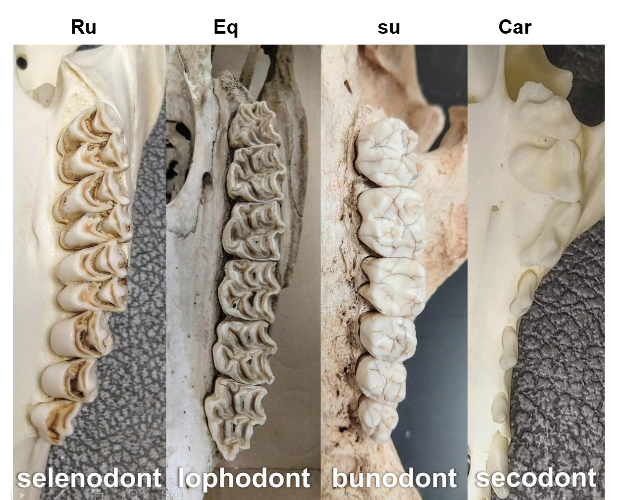 <ol><li><p><strong>bunodont type</strong> (byonos - tubercle, low hill) - in car + su, like a multitubercular tooth, flatter occlusal surface, intended for crushing the food.</p></li><li><p><strong>selenodont type </strong>(selenos - moon) - present in ru, dentine surrounds semilunar invaginations</p></li><li><p><strong>lophodont type</strong> (lophos, ridge) - present in eq, surface forms folds + ridges)</p></li></ol><p></p>