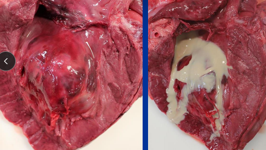 <p><span>Myocarditis in Horses</span></p>