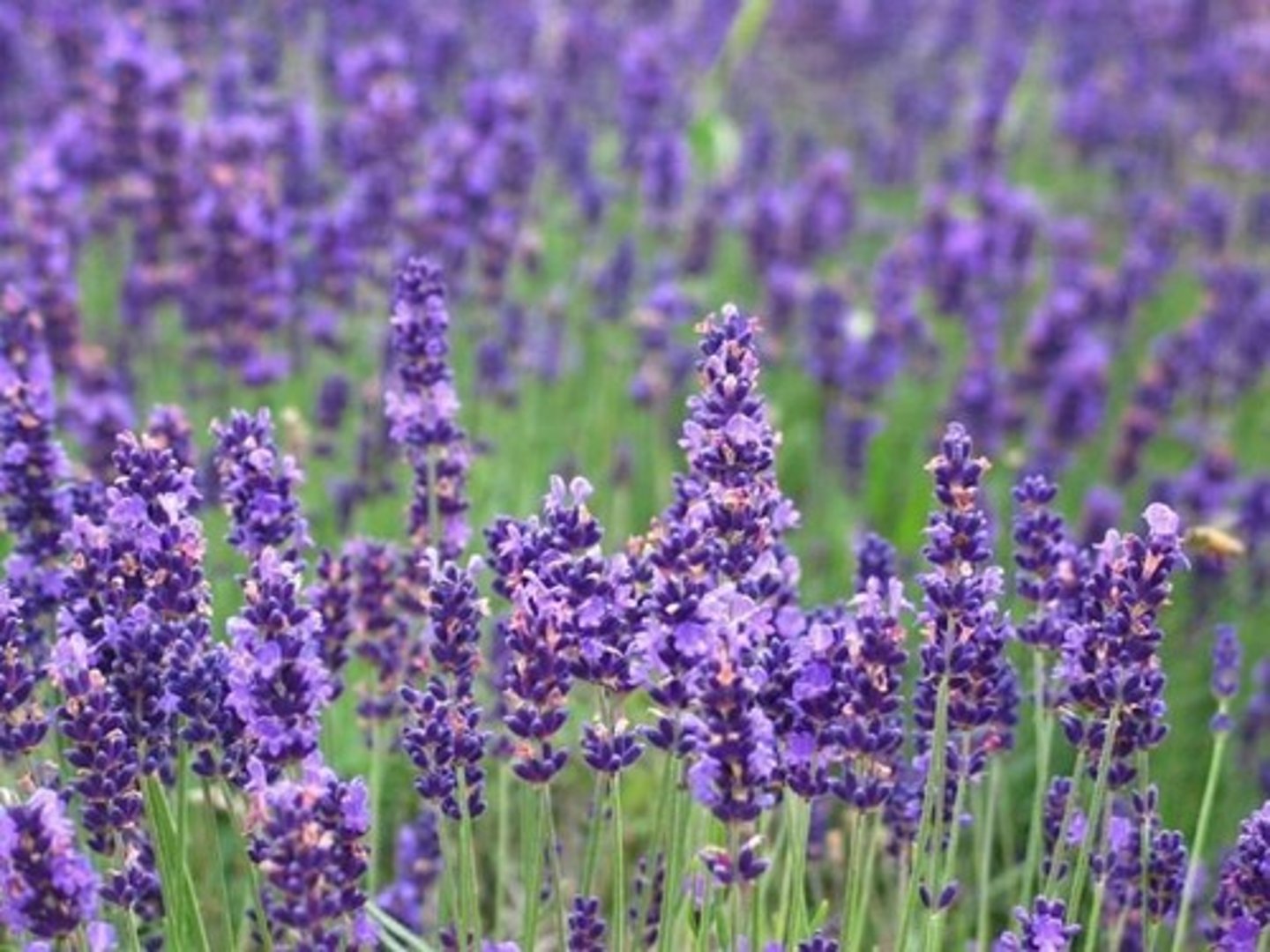 <p>LAVENDO</p>