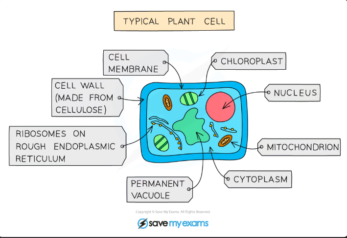 <p>Main features of plants:</p><ul><li><p><strong>Multicellular</strong></p></li><li><p><strong>Their cells contain a nucleus</strong></p></li><li><p>They <strong>DO </strong>have <strong>cell walls</strong></p></li><li><p>They contain <strong>Chloroplasts</strong></p></li><li><p>They feed by <strong>Photosynthesis</strong></p></li><li><p>They store carbohydrates as <strong>Starch </strong>or <strong>sucrose</strong></p></li></ul><p></p>