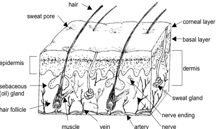 <p>What is the function of the sebaceous (oil) gland?</p>