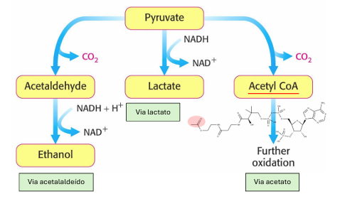 <p>percursor: acetil CoA</p><p>elongadora: malonil CoA</p><ul><li><p>cada vez que se junta uma unidade desta molécula sai uma molécula de CO2 e por isso o balanço geral é a adição de 2 carbonos</p></li></ul><p></p>