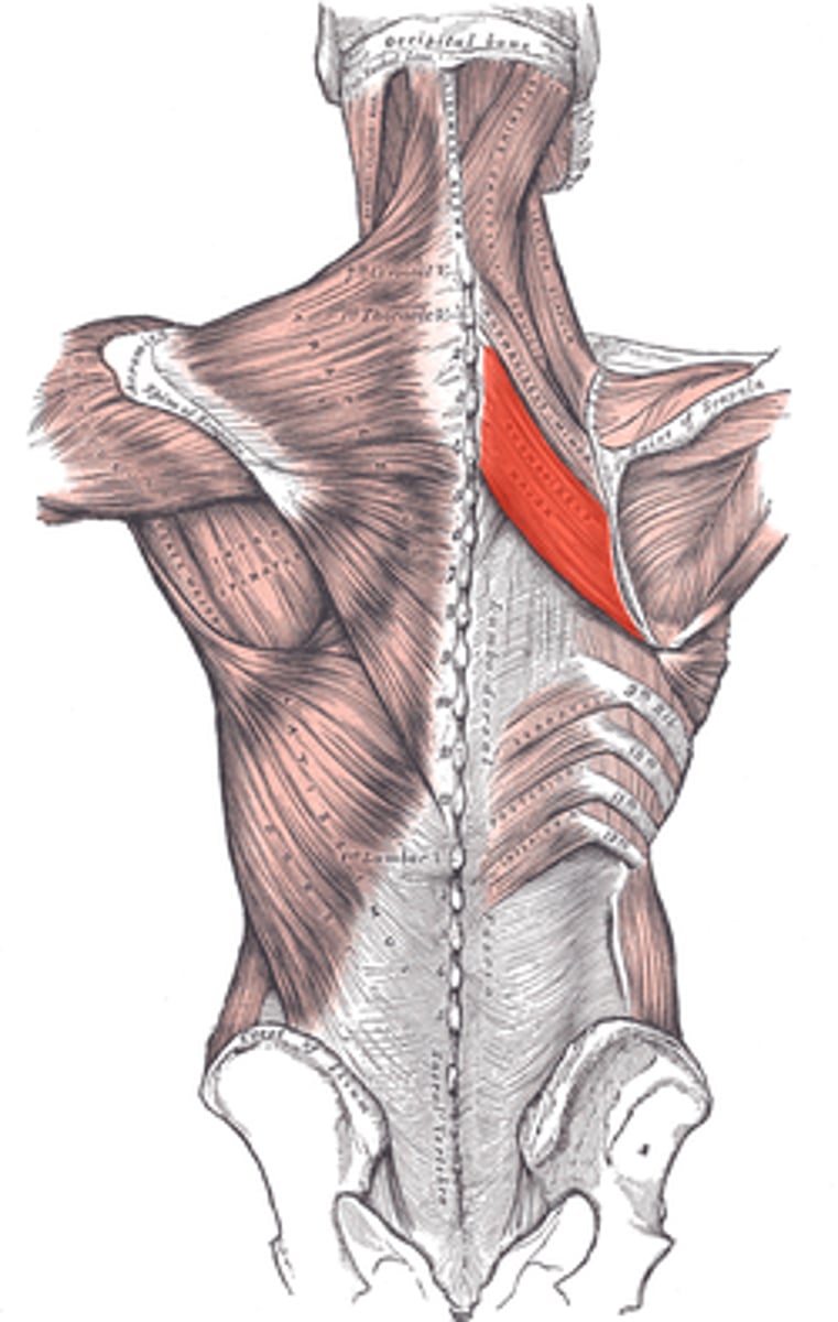 <p>Origin: Spinous process of T2-T5 vertabrae<br>Insertion: Medial border of scapula inferior to spina scapulae<br>Action: Retracts the medial border of scapula while it downwardly rotates the lateral angle. Elevates the medial border of scapula while it downwardly rotates the lateral angle</p>