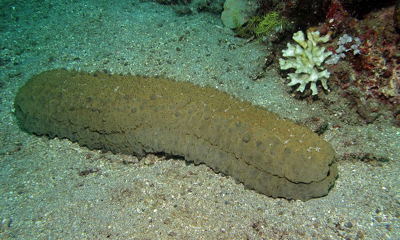 <p>roughly cucumber shaped, soft and squishy - will squirt water at you</p>