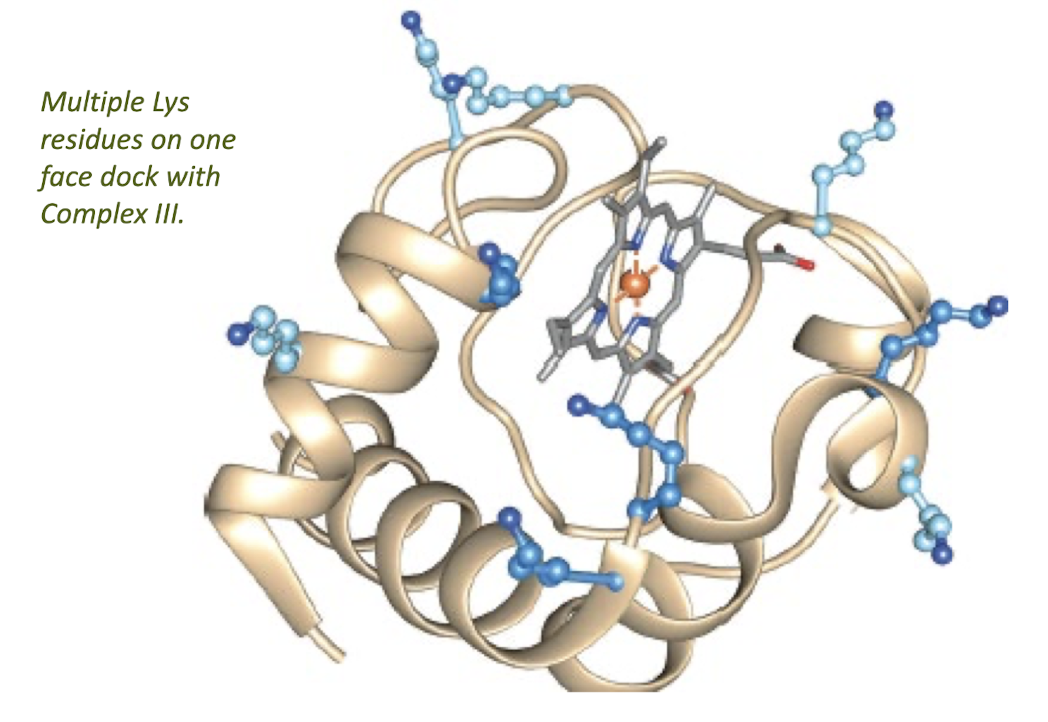 <p>Is a Water-Soluble 1e- Carrier</p><p>reduced O2→ H2O (first time o2 is involved in aerobic catabolism after q cycle step 4) </p>