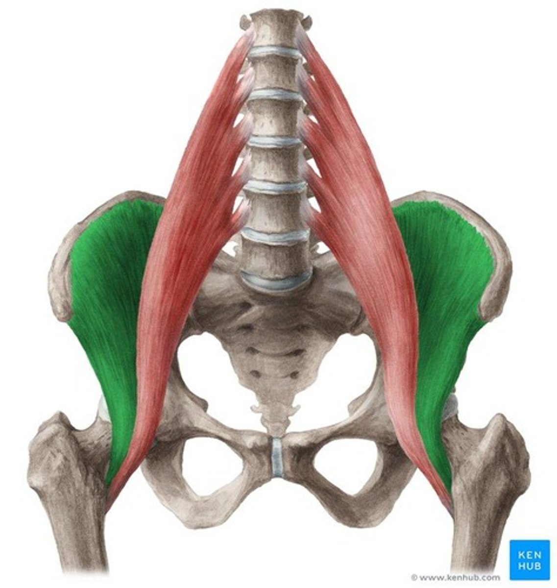 <p>Location: Deep hip flexor; Bones Associated: Lumbar vertebrae, ilium, femur; Origin: Iliacus & psoas origins; Insertion: Lesser trochanter.</p>