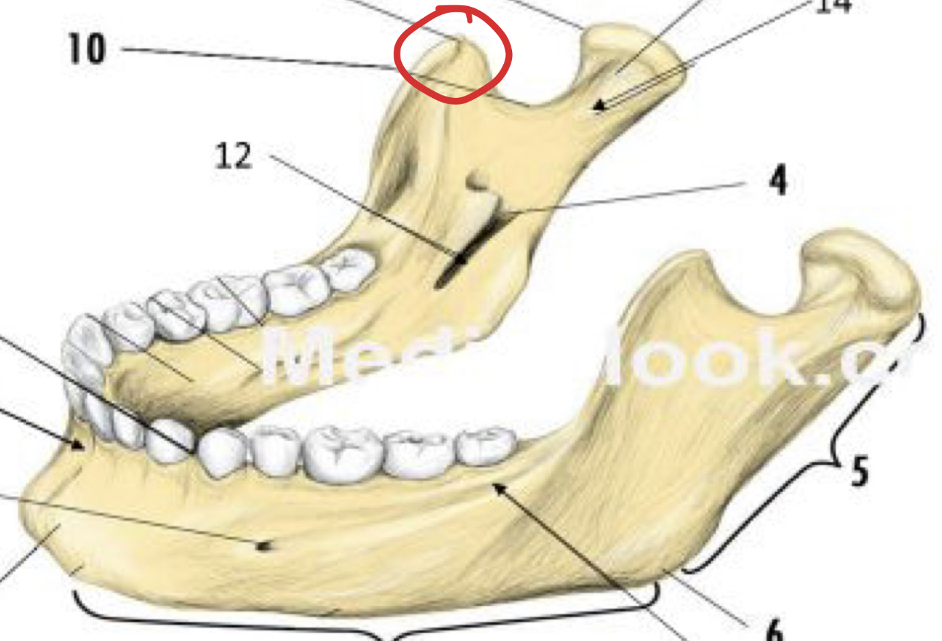 knowt flashcard image