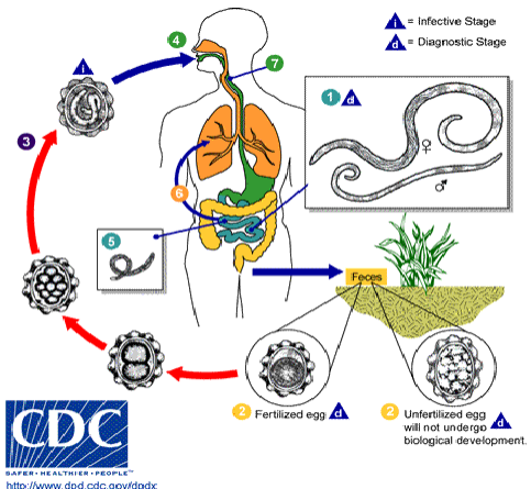<ol><li><p>feces with ascaris eggs exposed to environment</p><ul><li><p>unfertilized eggs will not undergo development into adult worm</p></li></ul></li><li><p>fertile egg goes through multiple developmental stages </p></li><li><p>eventually becomes an embryonated egg w L3 larvae (infectious form)</p></li><li><p>definitive host ingests embryonated eggs</p></li><li><p>larvae coughed up and swallowed &amp; maturation continues in small intestine</p></li><li><p>adults inhabit small intestine </p></li></ol><p></p>