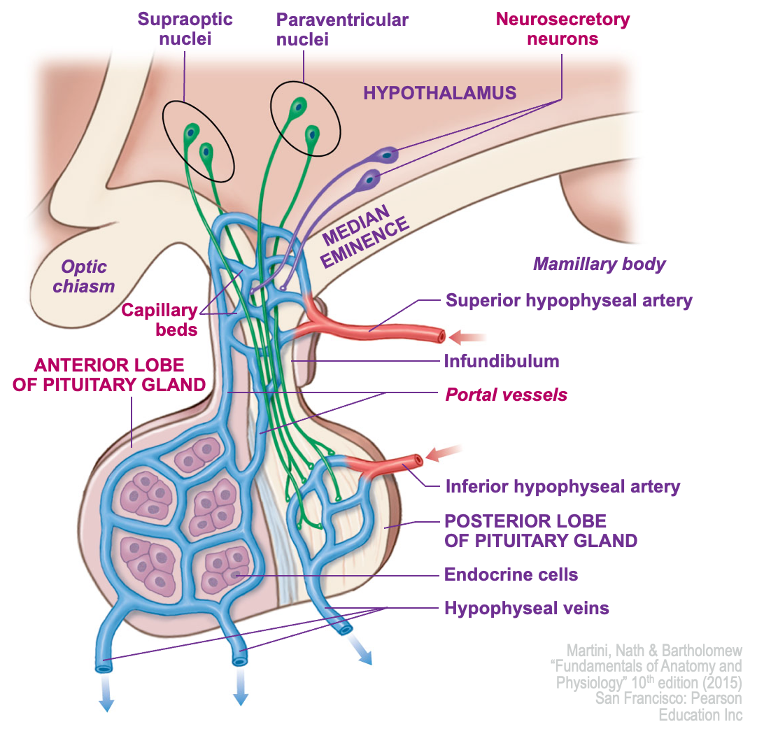 <p>Neurosecretory neurons at median secrete regulatory factors</p><p>↓</p><p>Enter fenestrated capillaries in capillary bed in hypothalamus</p><p>↓</p><p>Portal veins</p><p>↓</p><p>Capillary bed in anterior pituitary</p>