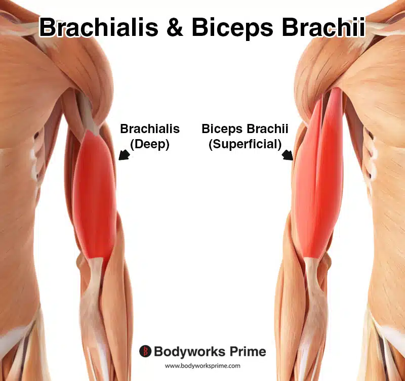 <ul><li><p>elbow flexion </p></li><li><p>attaches to ulna </p></li></ul><p></p>