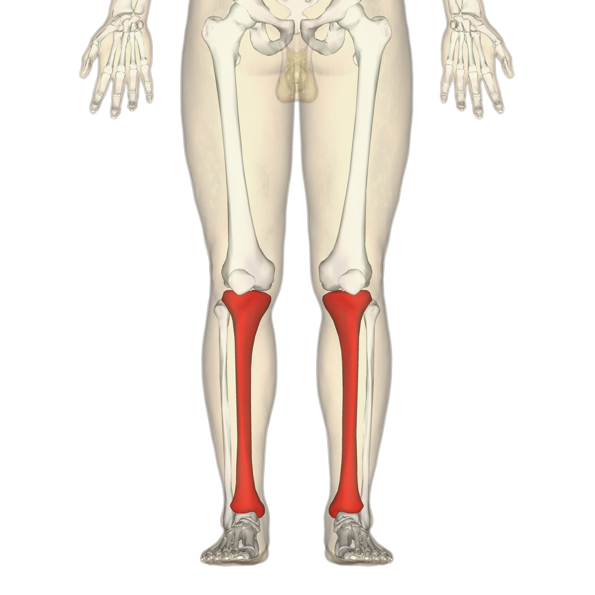 <p>What is the medial and larger bone of the lower leg?</p>