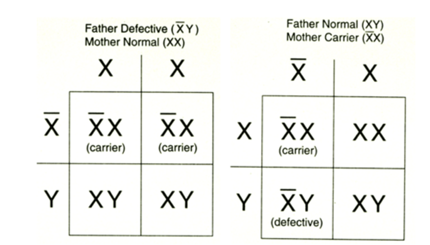 <p>x-linked inheritance pattern</p><p>sons receive their x chromosome from their mother</p>
