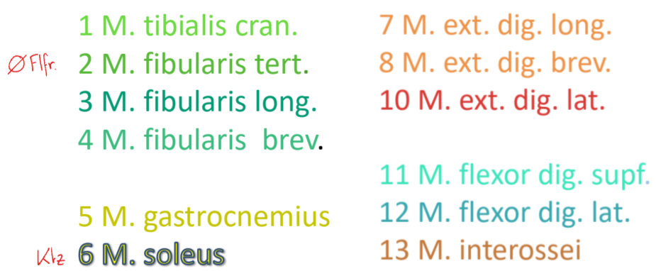 <p>Pfd → M. fibularis tertius = Tendo femorotarseus</p>