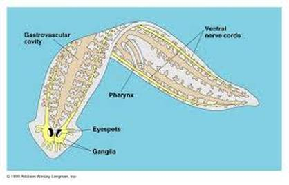 <p>; Light-detecting organs on the head</p>