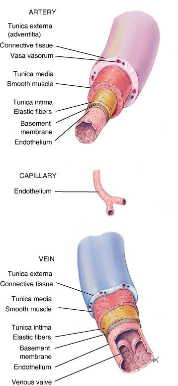 <p>What are the three layers (tunics) of a blood vessel?</p>
