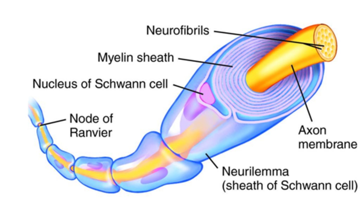 <p>A layer of fatty tissue segmentally encasing the fibers of many neurons; enables vastly greater transmission speed of neural impulses as the impulse hops from one node to the next.</p>