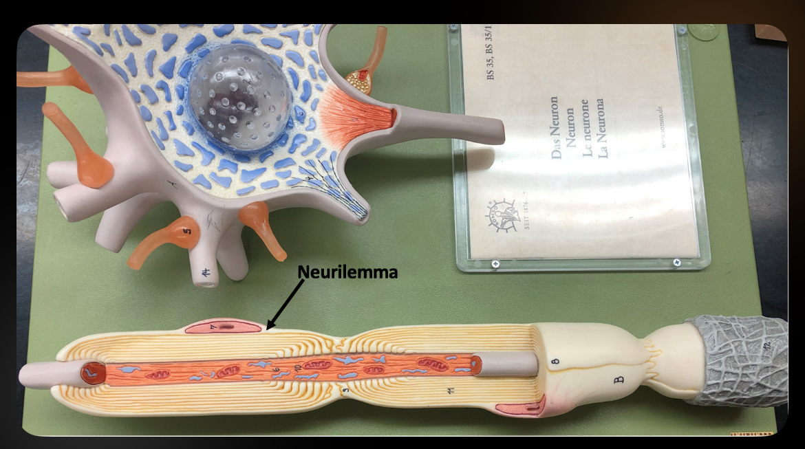 <p>Neurilemma</p>