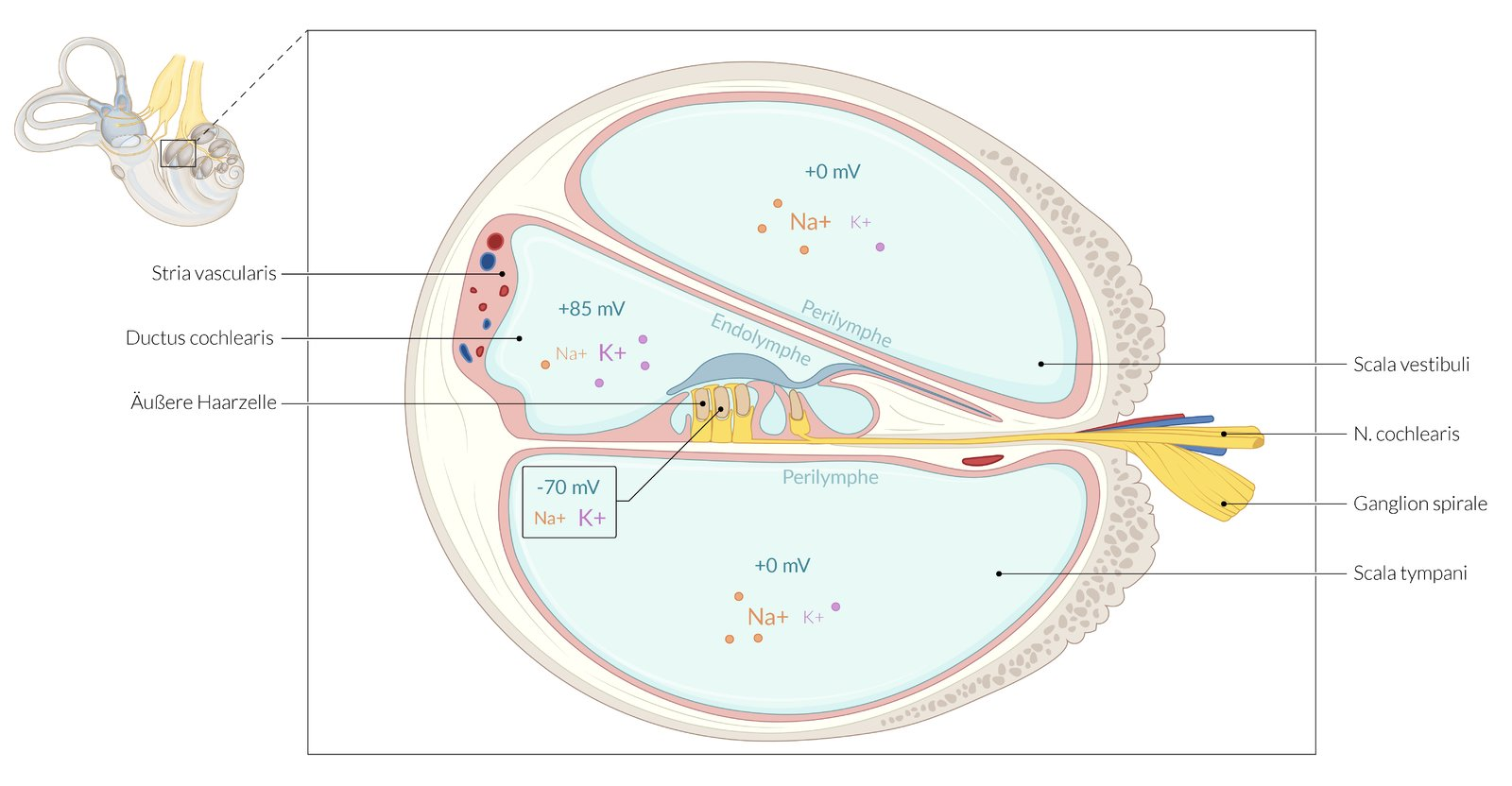 <p>C. Decrease in the magnitude of the endocochlear potential due to blockade of the NKCC (Na⁺, K⁺, 2Cl⁻ symporter)</p>