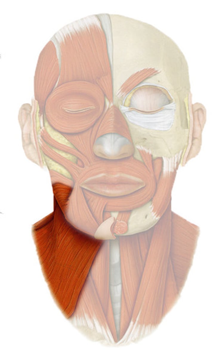 <p>superficial neck muscle</p><p>o: over pectoral muscles and deltoid</p><p>i: lower margin of mandible; and skin and muscle at corner of mouth</p><p>a: TENSES SKIN OF NECK (SHAVING)</p>