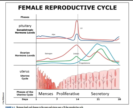 <ul><li><p>days 1-7</p></li><li><p>low levels of estrogen and progesterone</p></li><li><p>lost of stratum functionalis layer (part of the endometrium that sheds) and blood</p></li></ul><p></p>