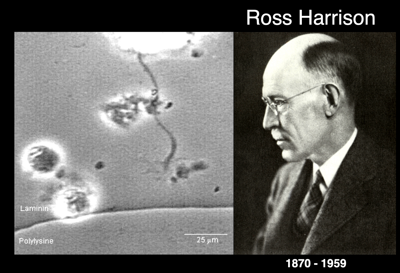 <p>Experiment:</p><ul><li><p>Tissue culture→ drop of lymph fluid and hunf upside down</p></li><li><p>observe live growth cones in real time using cultured pieces of embryonic neural tube</p></li></ul><p>Observations:</p><ol><li><p>cones are dynamic structures</p></li><li><p>showed motile <strong>contractile forces and pullin</strong>g→ on laminin bead</p></li><li><p>hand-like appearance→ equipped with finger-like <strong>filopodal</strong> extnesions</p><ul><li><p>these are continuously sent out and rapidly retracted</p></li><li><p>(as if being used to <strong>sample</strong> the environment)</p></li></ul></li><li><p>Membranous <strong>lamellipodia</strong> extend between filopodia</p></li></ol><p></p>