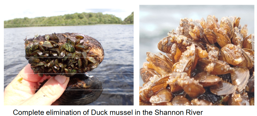 <ol><li><p>Filter feeding bivalve</p></li><li><p>Similar to zebra mussel </p></li><li><p>Biofouling </p></li><li><p>High densities </p></li></ol><p></p>