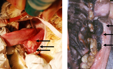 <ol><li><p>melanoma</p></li><li><p>squamous cell carcinoma</p></li><li><p>fibrosarcoma </p></li></ol><p></p>