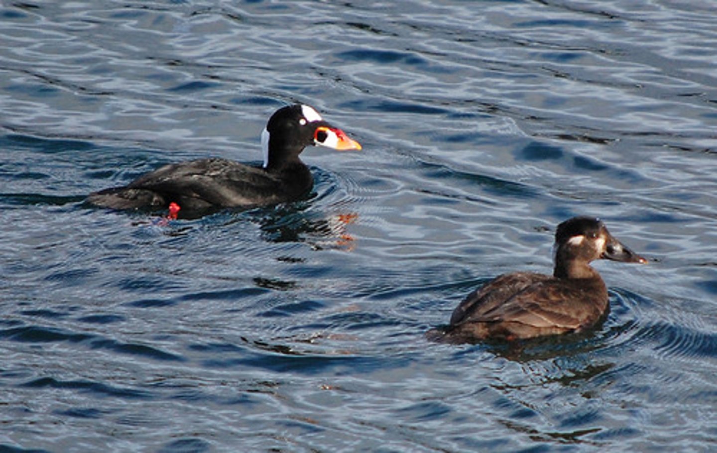 <p>c<span style="background-color: transparent;">lown head, carnivores, ground nester, COASTAL BIRDS, never seen interior</span></p>
