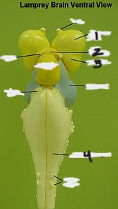 <p>Name structure 2</p>