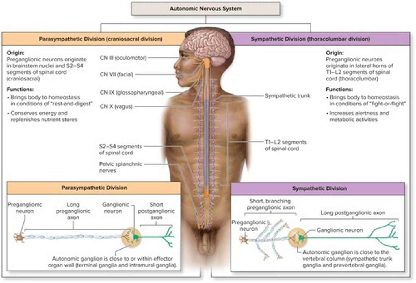 <p>Glands, smooth muscle, and cardiac muscle.</p>