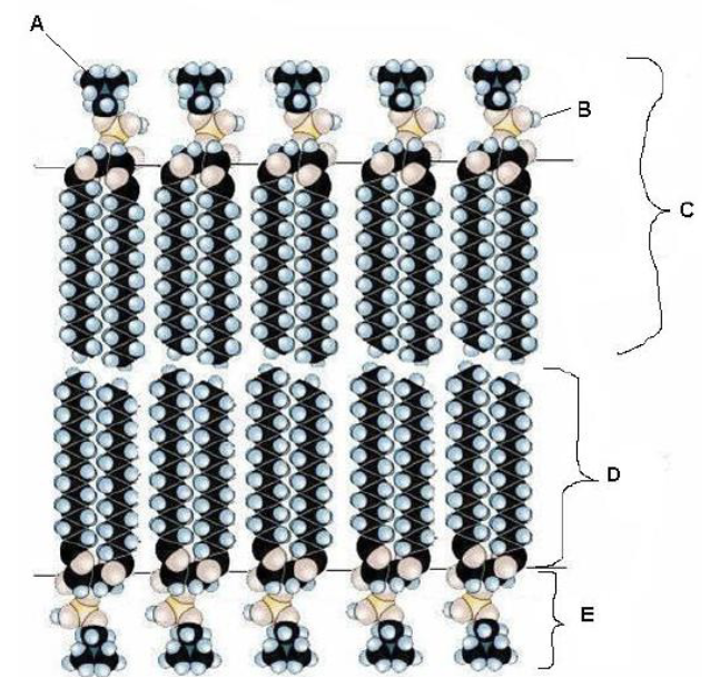 In the following depiction of a phospholipid membrane, what represents the fatty acid component of the membrane?