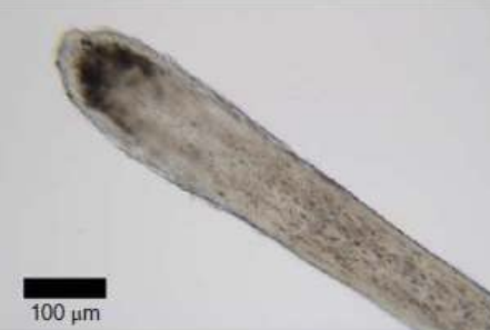 <ul><li><p>will be highly keratinized</p></li><li><p>Shaft proximal to root will lack pigment, but may have cortical fusi</p></li><li><p>Human hairs form into a club shaped root</p></li><li><p>Will lack a medulla</p></li></ul><p></p>